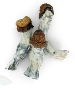 An image of Blue Pulaski Magic Mushroom | 3.5 Gram