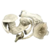 Albino Mars Magic An image of Mushroom | 3.5 Grams