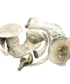 Albino Mars Magic An image of Mushroom | 3.5 Grams