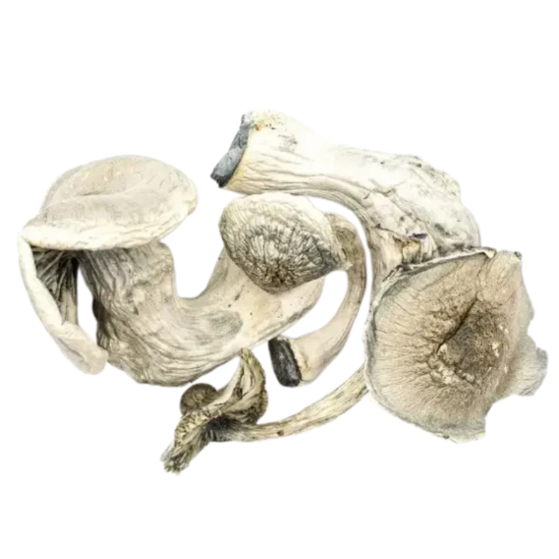 Albino Mars Magic An image of Mushroom | 3.5 Grams
