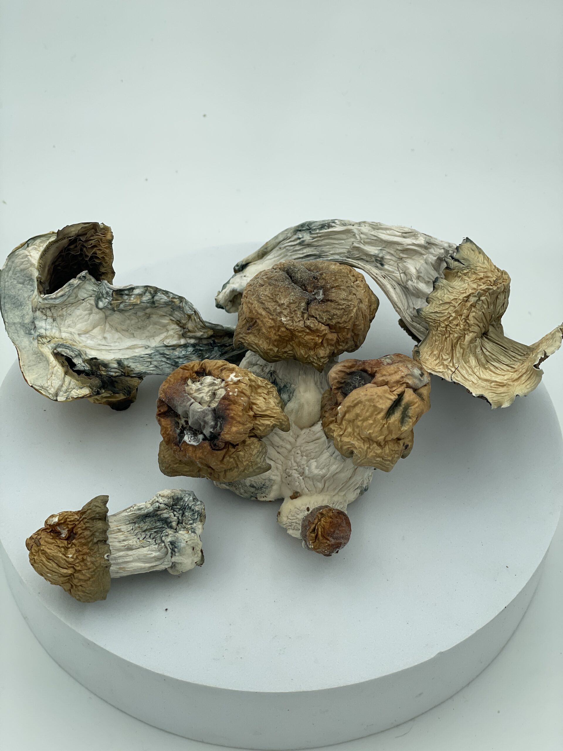 An image of Bluey Vuitton Magic Mushroom | 3.5 Grams
