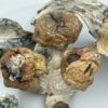 An image of Bluey Vuitton Magic Mushroom | 3.5 Grams