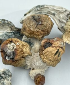 An image of Bluey Vuitton Magic Mushroom | 3.5 Grams