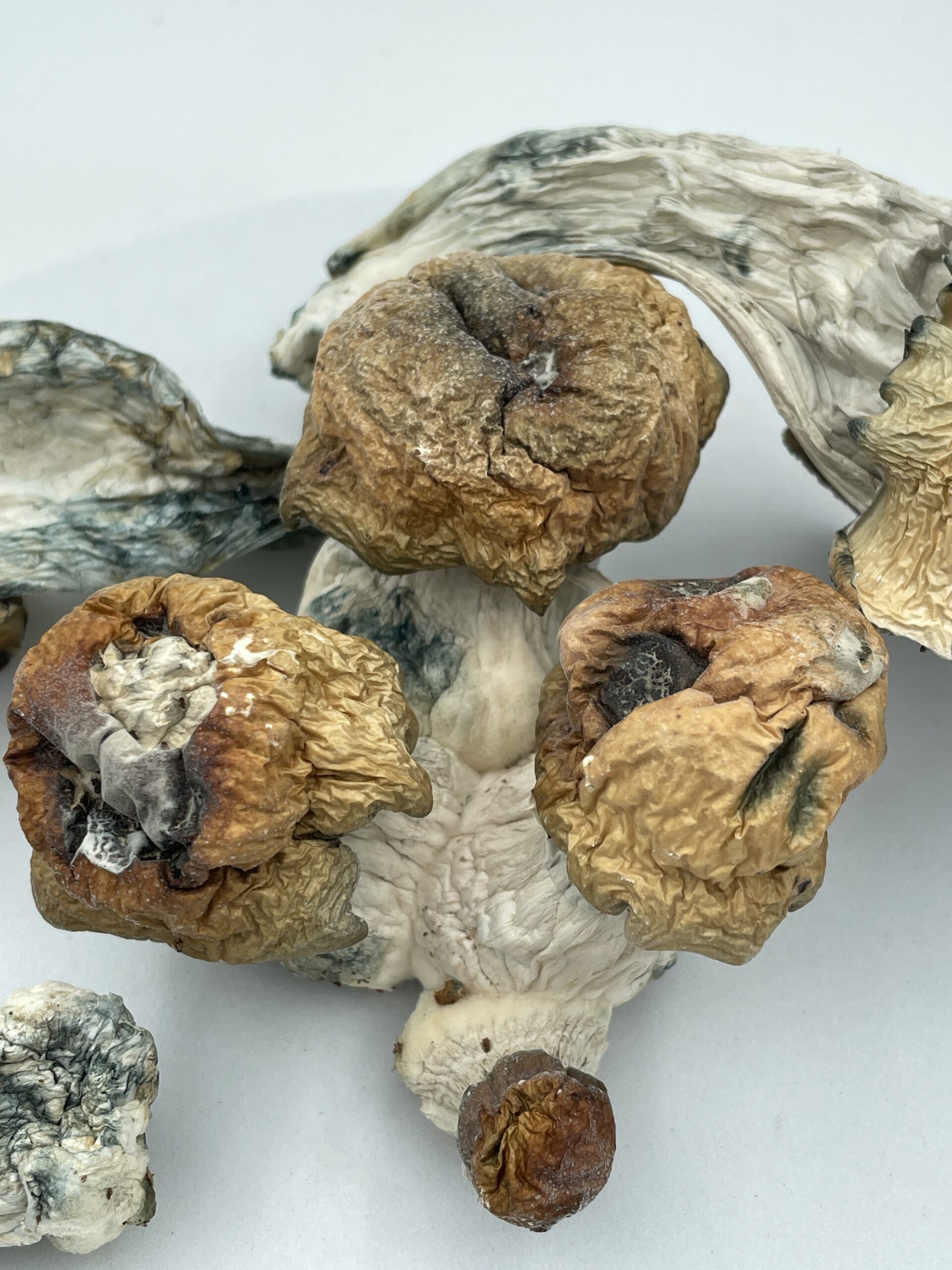 An image of Bluey Vuitton Magic Mushroom | 3.5 Grams