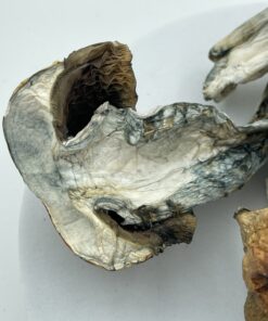 An image of Bluey Vuitton Magic Mushroom | 3.5 Grams