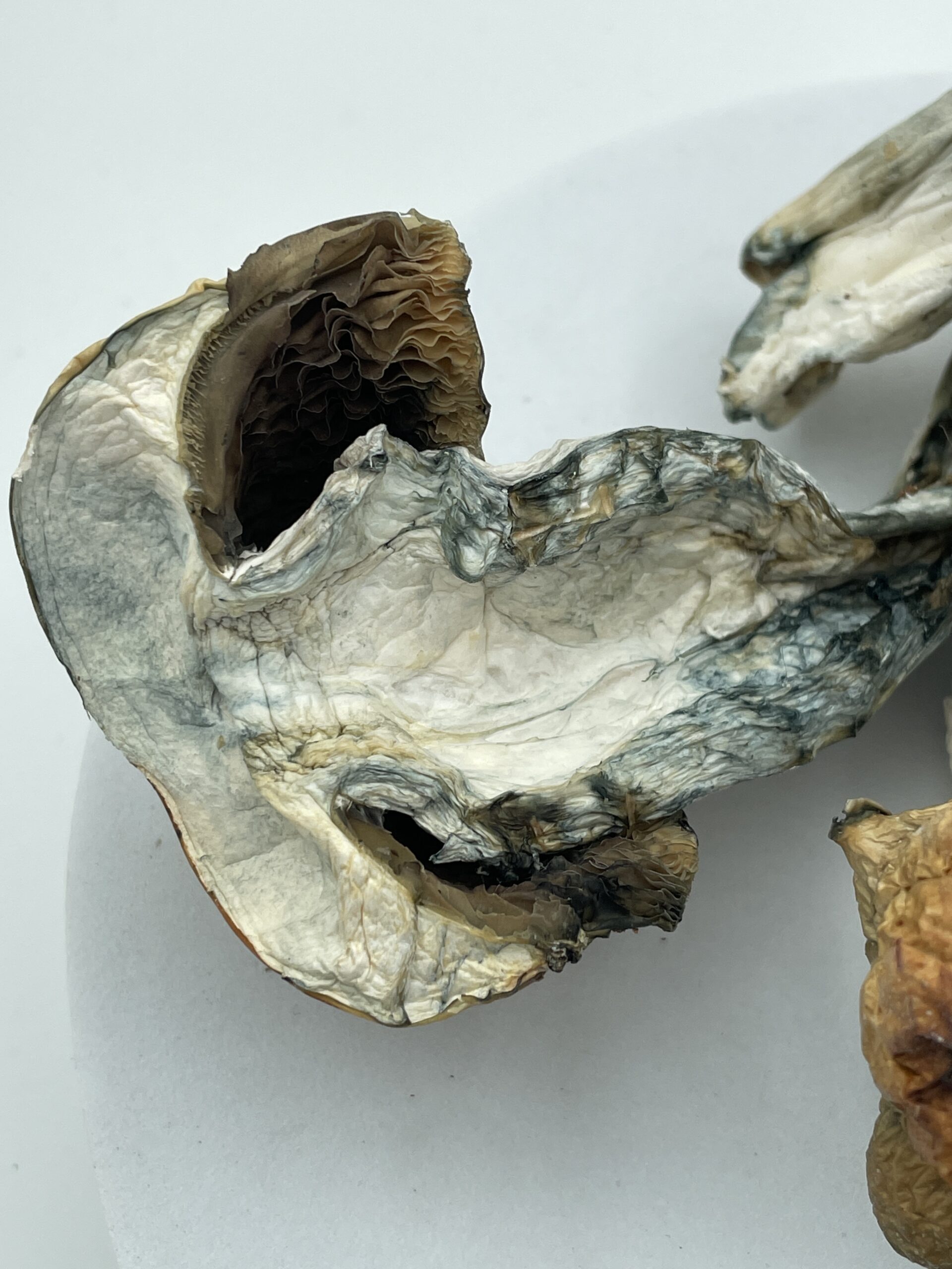 An image of Bluey Vuitton Magic Mushroom | 3.5 Grams