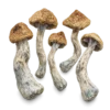 An image of Golden Teachers Magic Mushroom | 3.5 Grams