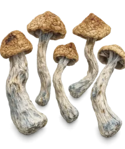 An image of Golden Teachers Magic Mushroom | 3.5 Grams