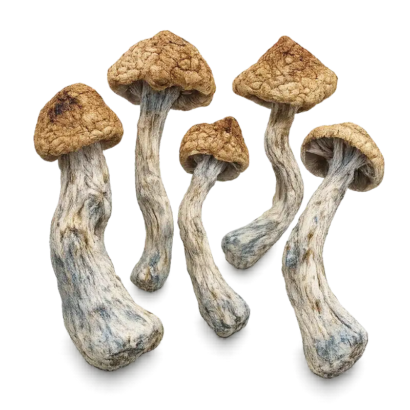 An image of Golden Teachers Magic Mushroom | 3.5 Grams