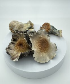 An image of Hillbilly Pumpkin Magic Mushroom | 3.5 Grams