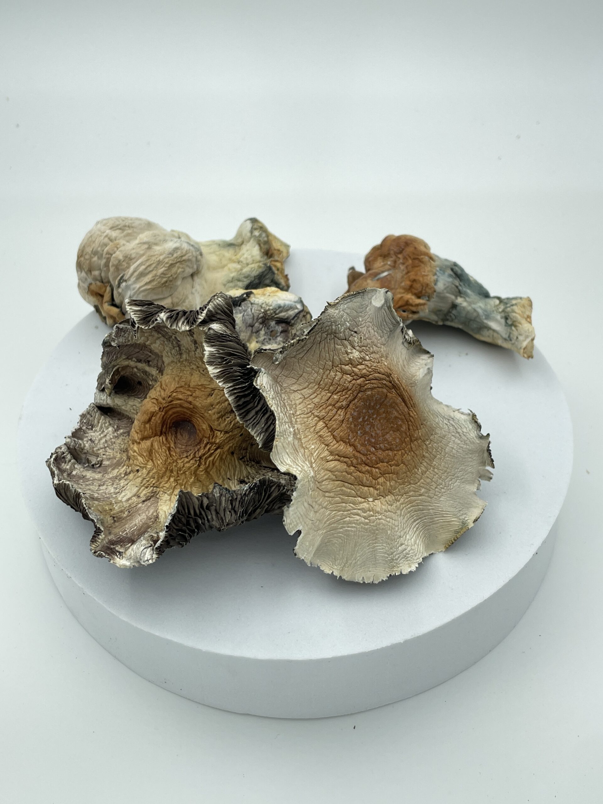 An image of Hillbilly Pumpkin Magic Mushroom | 3.5 Grams