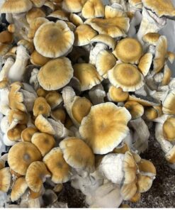 An image of Hillbilly Pumpkin Magic Mushroom | 3.5 Grams