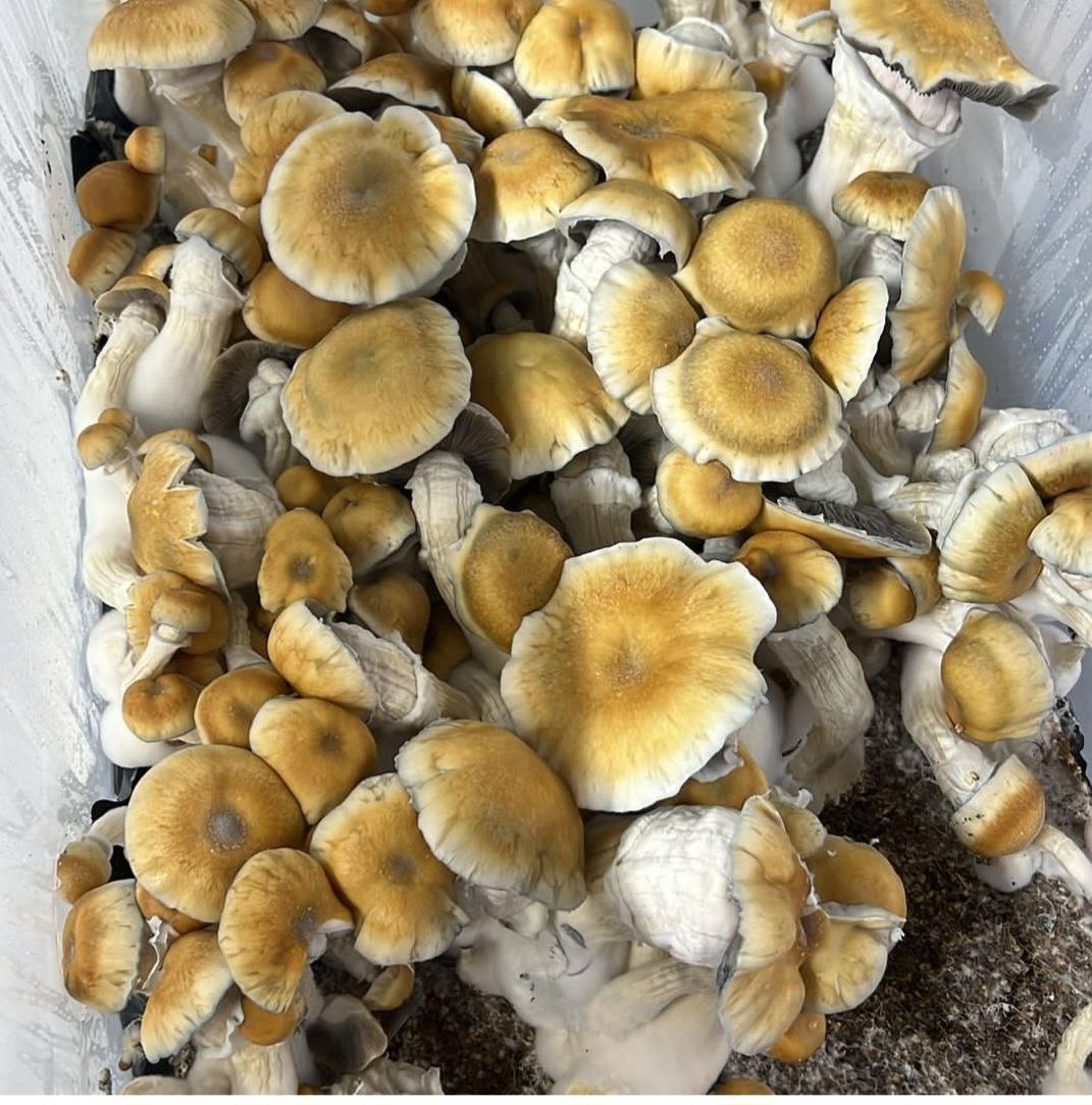 An image of Hillbilly Pumpkin Magic Mushroom | 3.5 Grams
