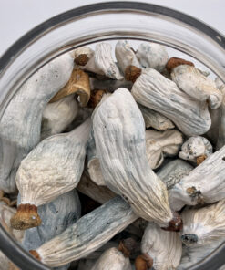 An image of Dante’s Inferno Magic Mushrooms | 3.5 Grams