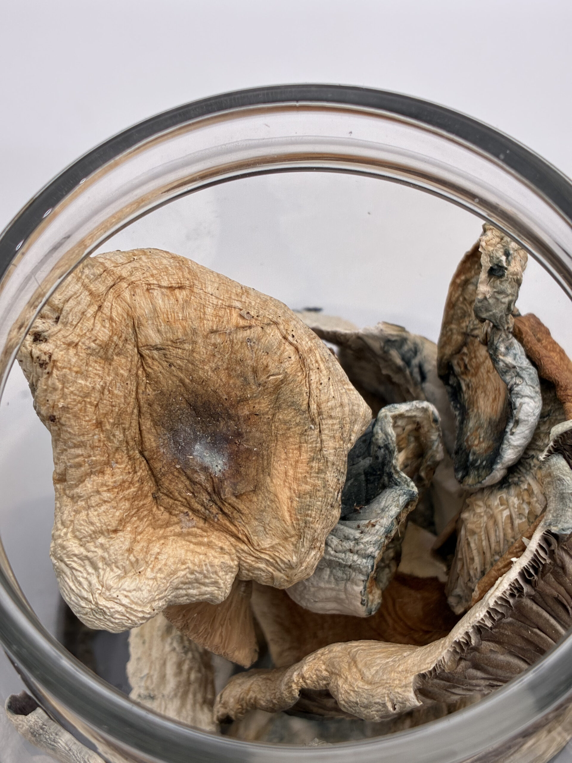 An image of Jedi Mind Fuck Magic Mushrooms | 3.5 Grams