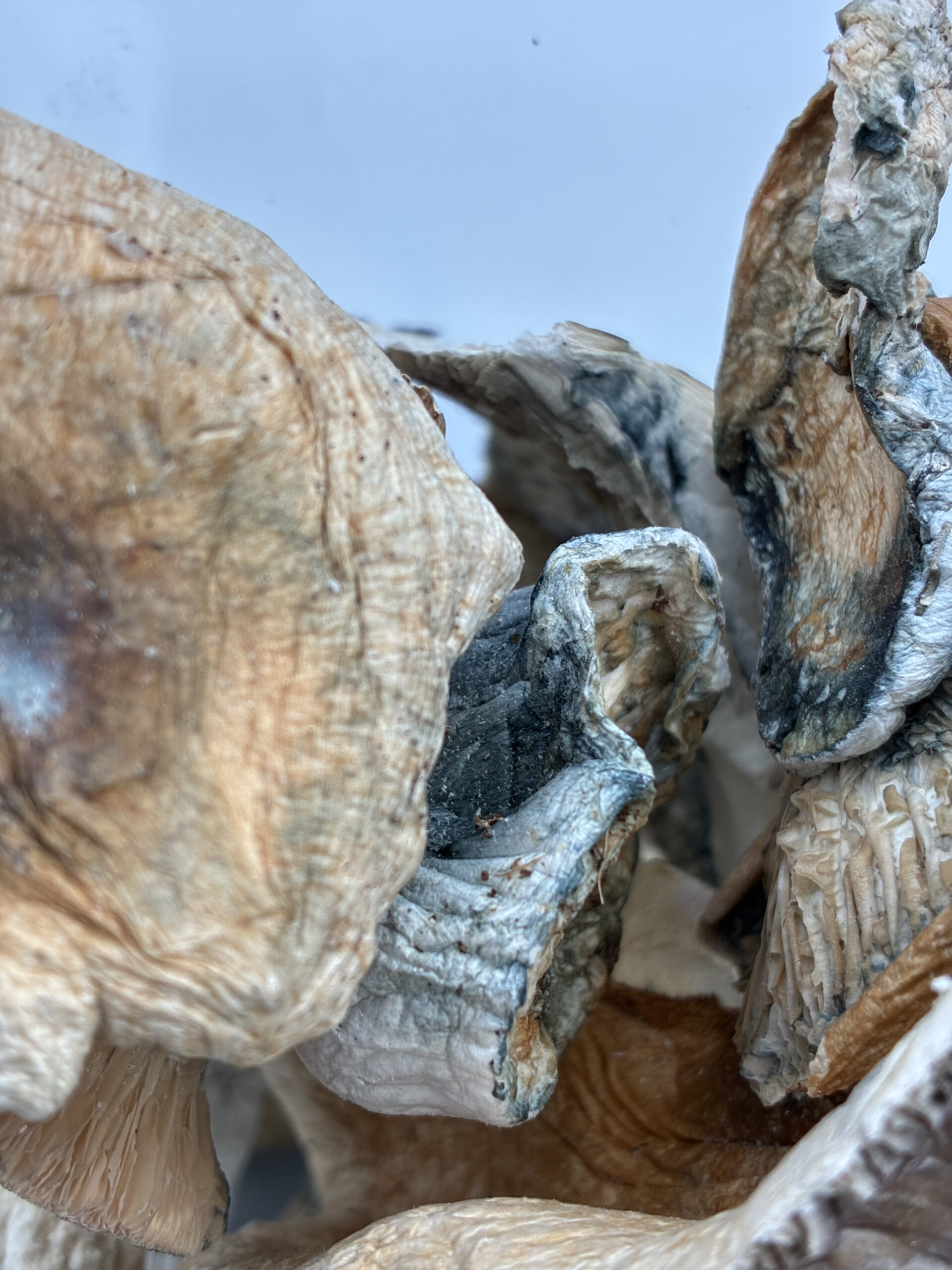 An image of Jedi Mind Fuck Magic Mushrooms | 3.5 Grams