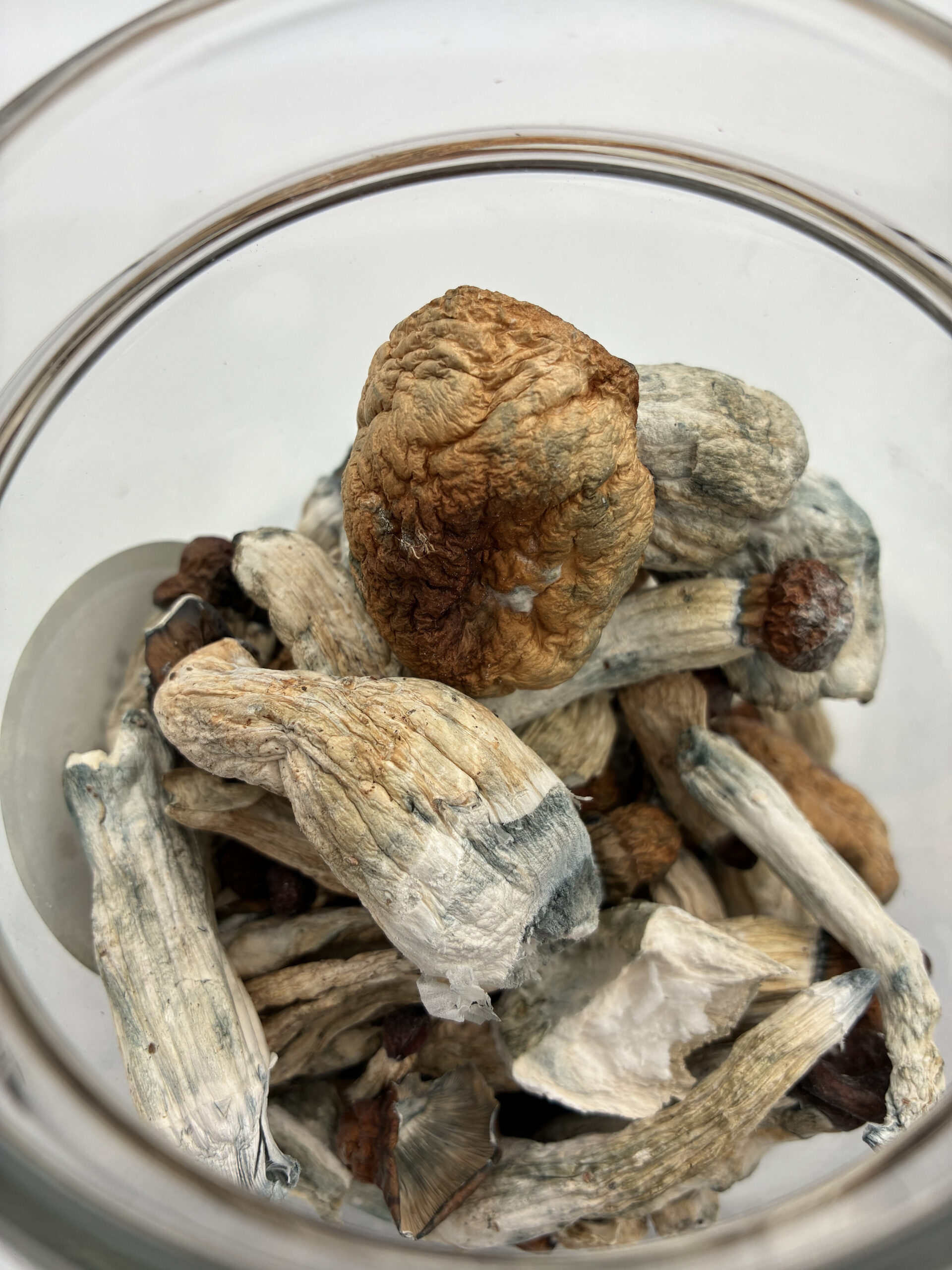 An image of Penis Envy Magic Mushrooms | 3.5 Grams
