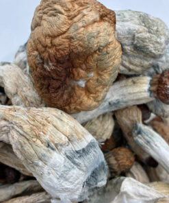 An image of Penis Envy Magic Mushrooms | 3.5 Grams