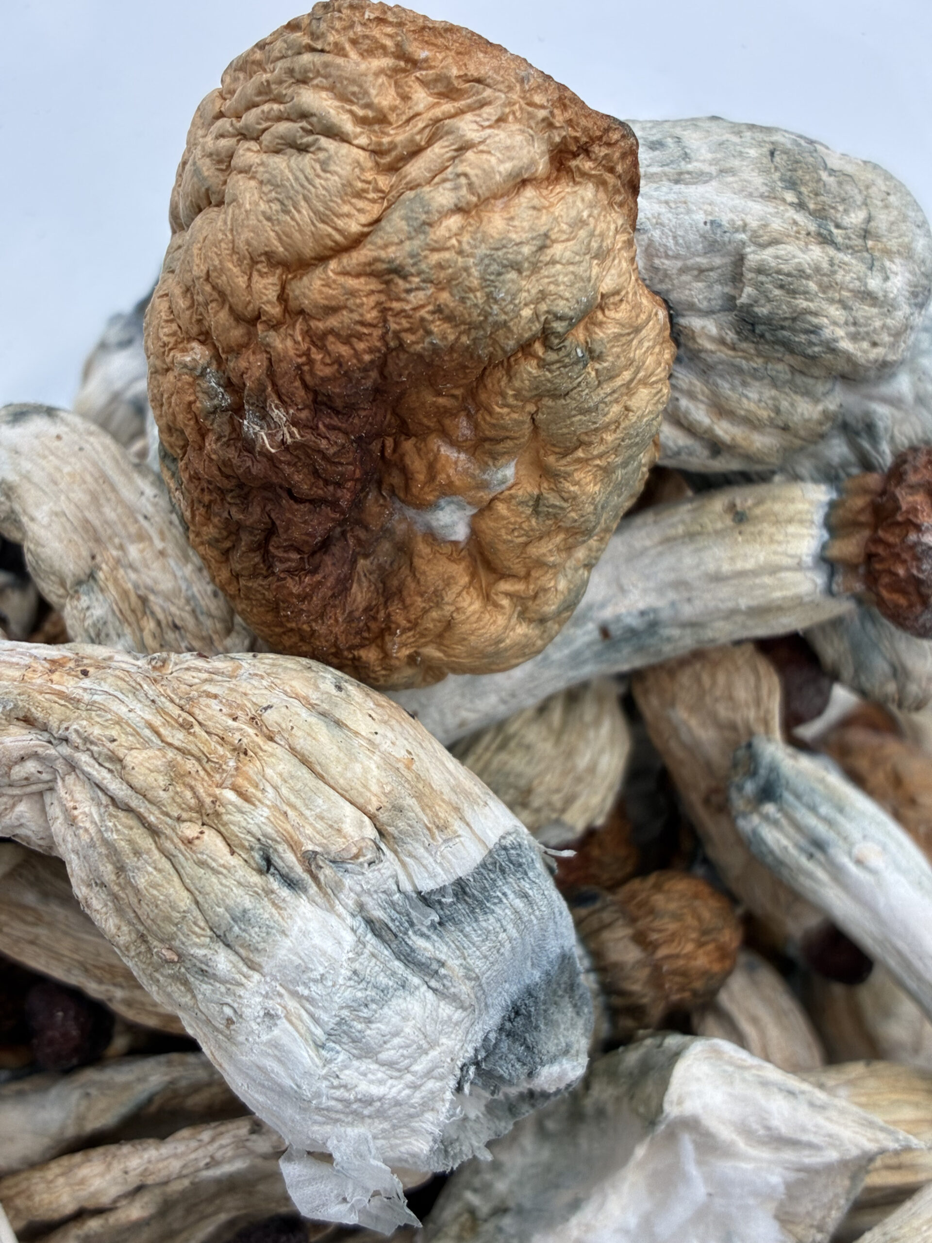 An image of Penis Envy Magic Mushrooms | 3.5 Grams