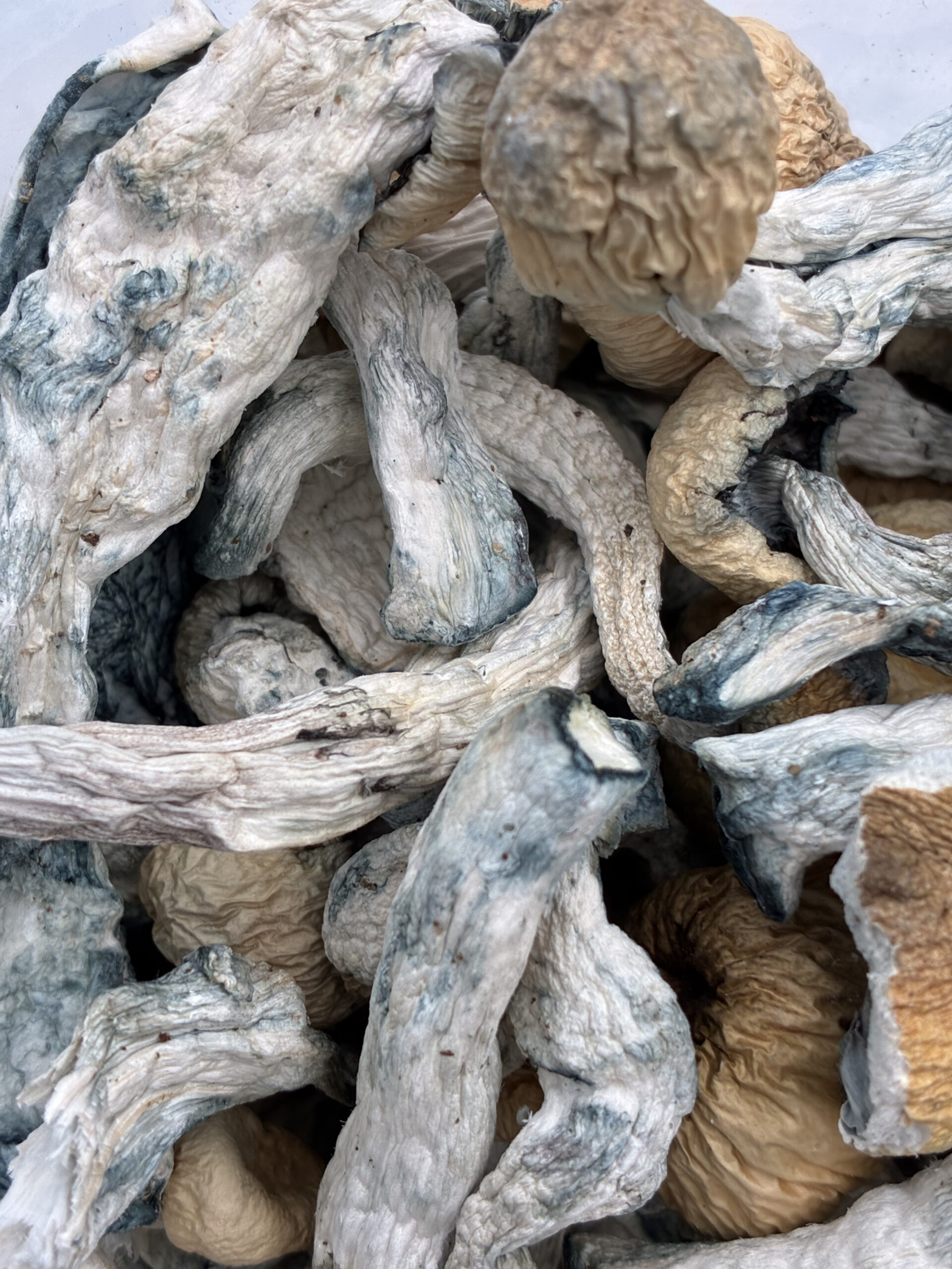 An image of Creature Magic Mushrooms | 3.5 Grams