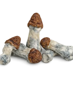 An image of Melmac Magic mushroom | 3.5 Grams