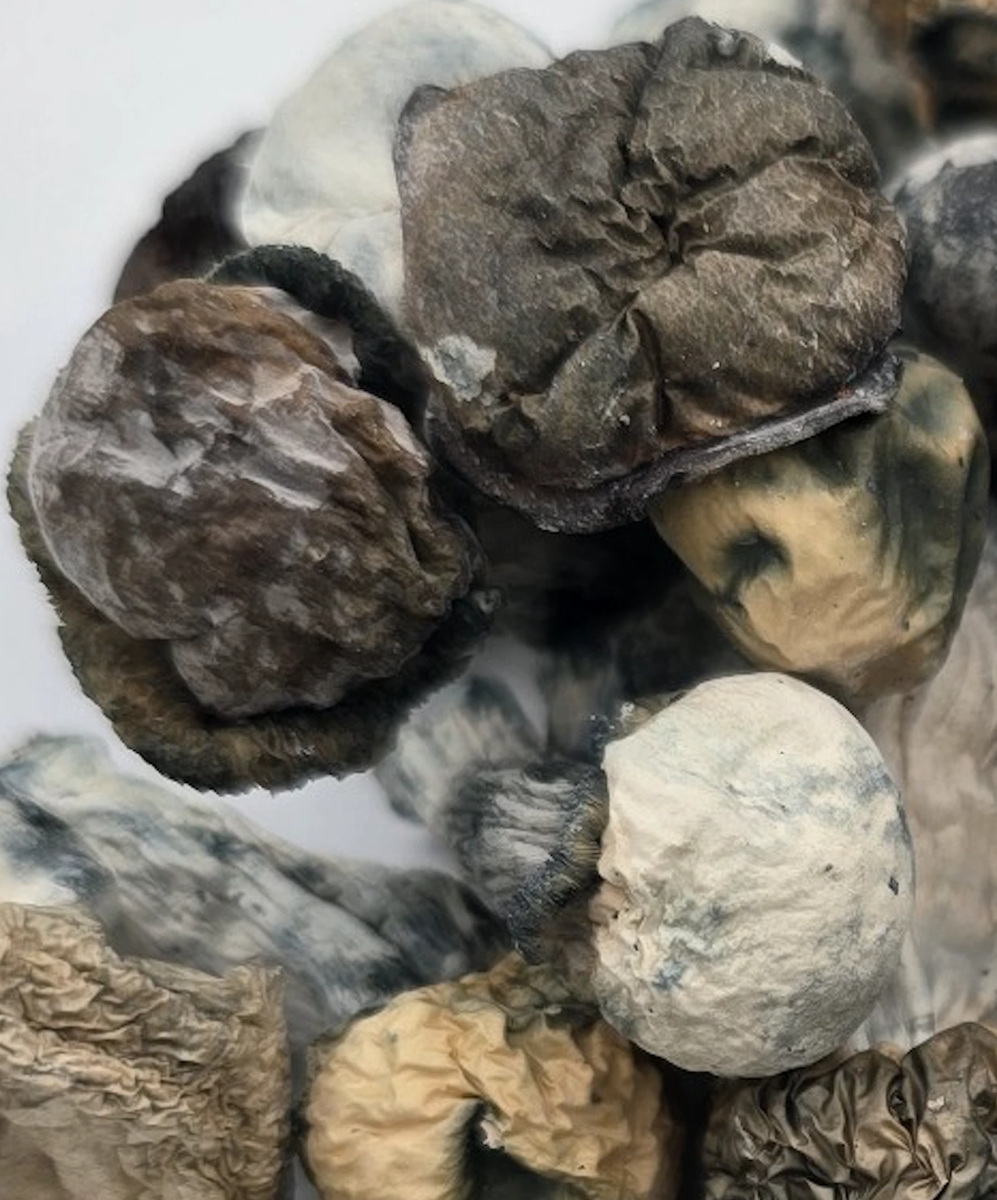 An image of SNAPE – Starry Night Albino Penis Envy Shroom | 3.5 Grams