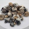 An image of SNAPE – Starry Night Albino Penis Envy Shroom | 3.5 Grams