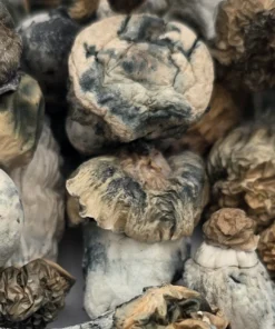 An image of SNAPE – Starry Night Albino Penis Envy Shroom | 3.5 Grams