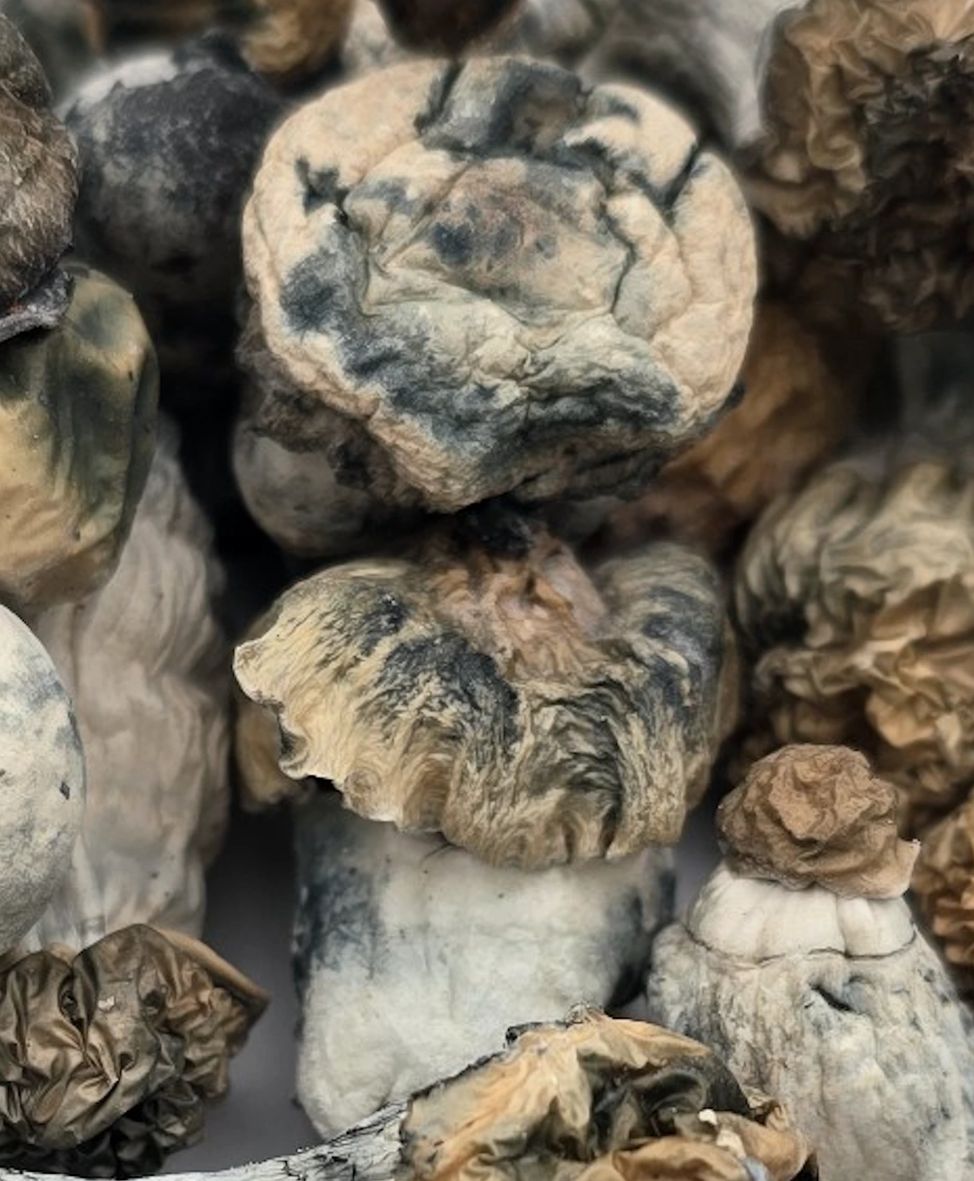 An image of SNAPE – Starry Night Albino Penis Envy Shroom | 3.5 Grams