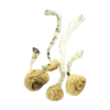 An image of Amazonian Cubensis Magic Mushroom | 3.5 Grams