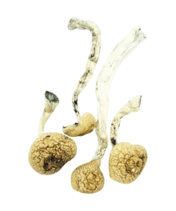 An image of Amazonian Cubensis Magic Mushroom | 3.5 Grams