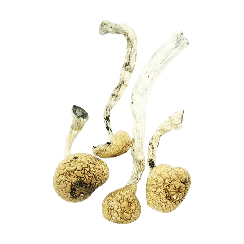 An image of Amazonian Cubensis Magic Mushroom | 3.5 Grams