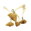 An image of B+ Cubensis Magic Mushroom | 3.5 Grams