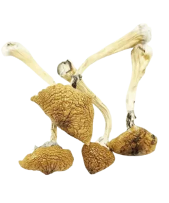 An image of B+ Cubensis Magic Mushroom | 3.5 Grams