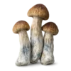 An image of Blue Pulaski Magic Mushroom | 3.5 Gram