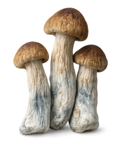An image of Blue Pulaski Magic Mushroom | 3.5 Gram