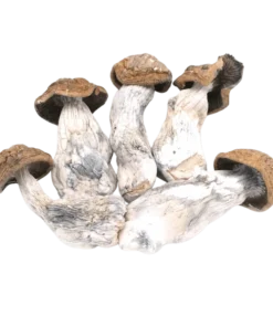 An image of Code Blue Magic Mushroom | 3.5 Grams