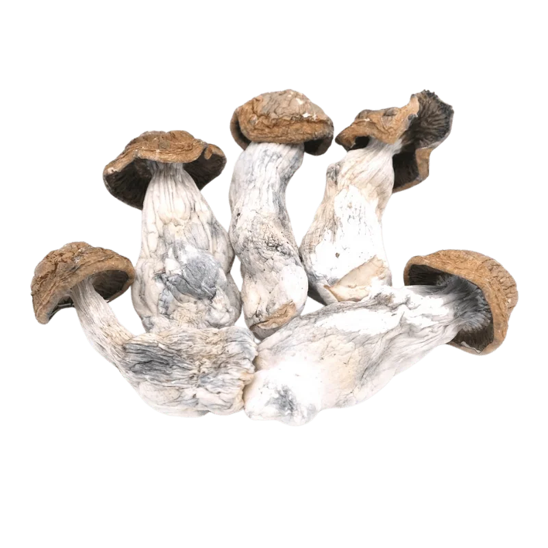 An image of Code Blue Magic Mushroom | 3.5 Grams