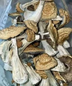 An image of Golden Teachers Magic Mushroom | 3.5 Grams
