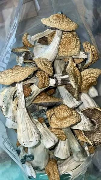 An image of Golden Teachers Magic Mushroom | 3.5 Grams