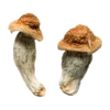 An image of Tidal Wave Magic Mushroom | 3.5 Grams