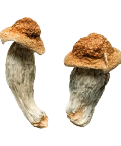 An image of Tidal Wave Magic Mushroom | 3.5 Grams