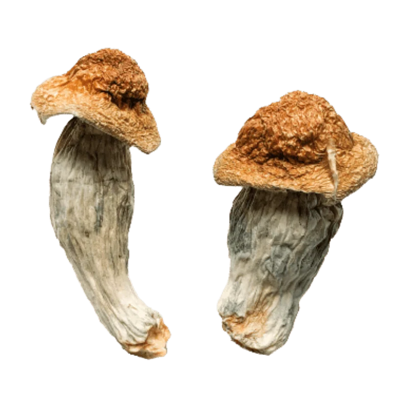 An image of Tidal Wave Magic Mushroom | 3.5 Grams