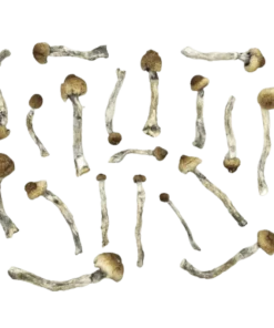 An image of Trinity Magic Mushroom | 3.5 Grams