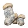 An image of Albino Penis Envy Magic Mushrooms | 3.5G