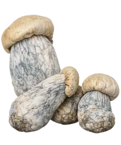 An image of Albino Penis Envy Magic Mushrooms | 3.5G