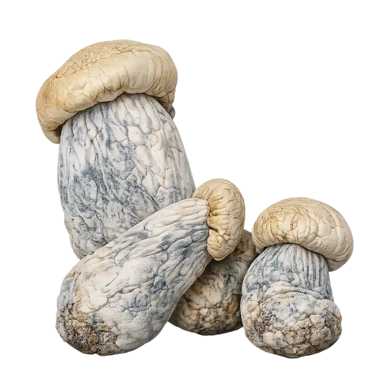 An image of Albino Penis Envy Magic Mushrooms | 3.5G